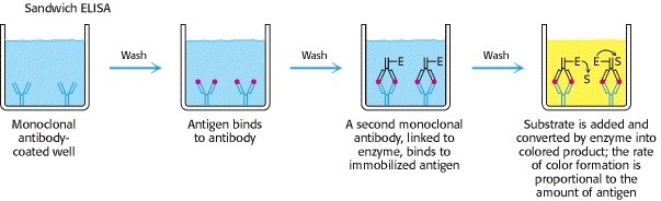 الایزا ریدر - الایزا ساندویچ Sandwich ELISA الایزا ریدر - الایزا ساندویچ Sandwich ELISA