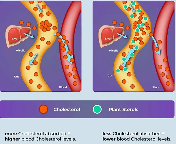 کلسترول گیاهی در استرولها کلسترول گیاهی در استرولها